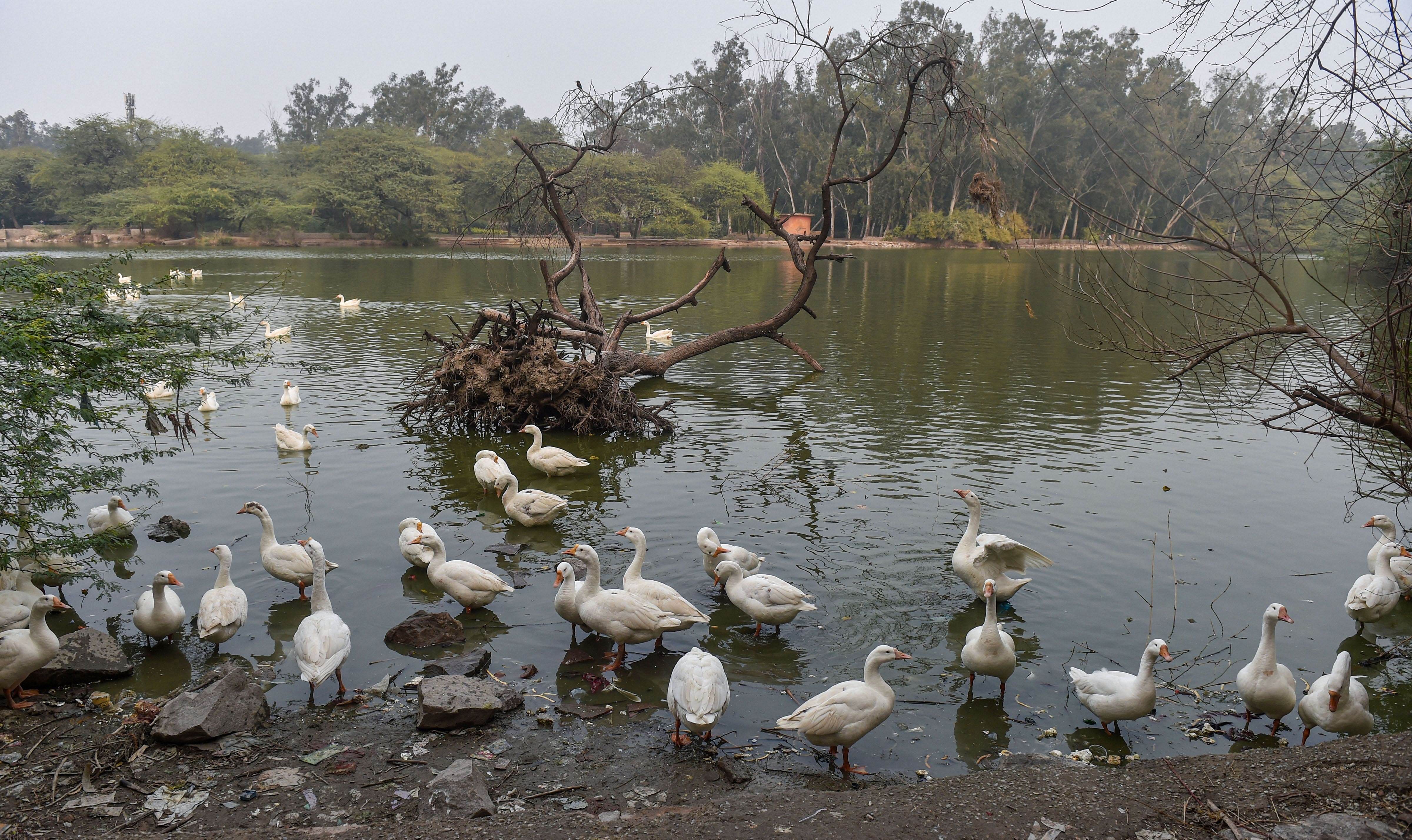 Ducks at Sanjay Lake in New Delhi, Saturday, Jan. 9, 2021. Amid a bird flu scare, ten ducks were found dead in the lake today. Credit: PTI Photo