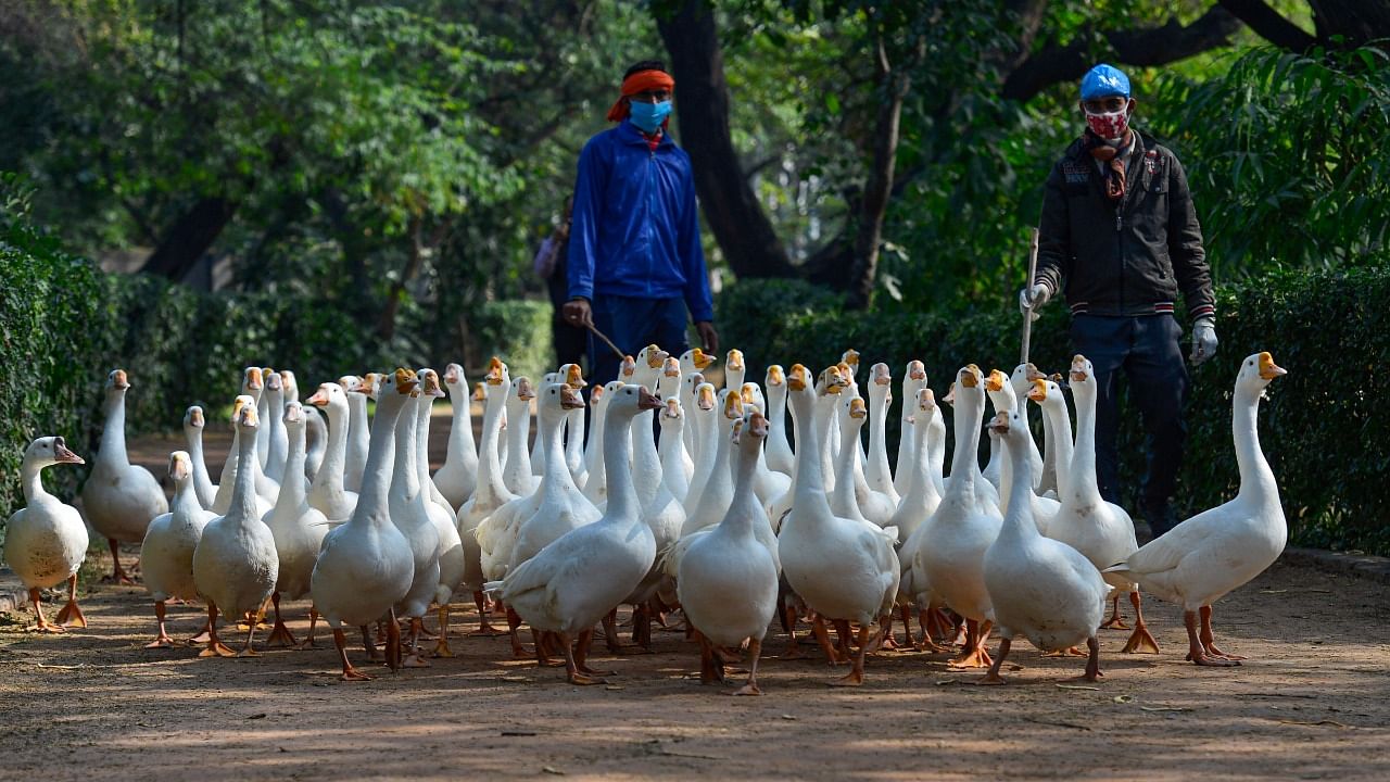 Horticulture team members gather geese for medication following reports of bird flu cases at Sanjay Lake, in New Delhi, on January 11, 2021. Credit: PTI Photo/Ravi Choudhary