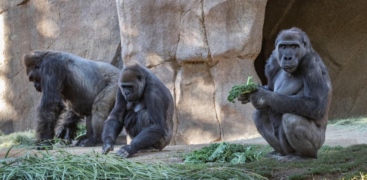 It appears the infection came from a member of the parks wildlife care team who also tested positive for the virus but has been asymptomatic and wore a mask at all times around the gorillas. Credit: Reuters Photo