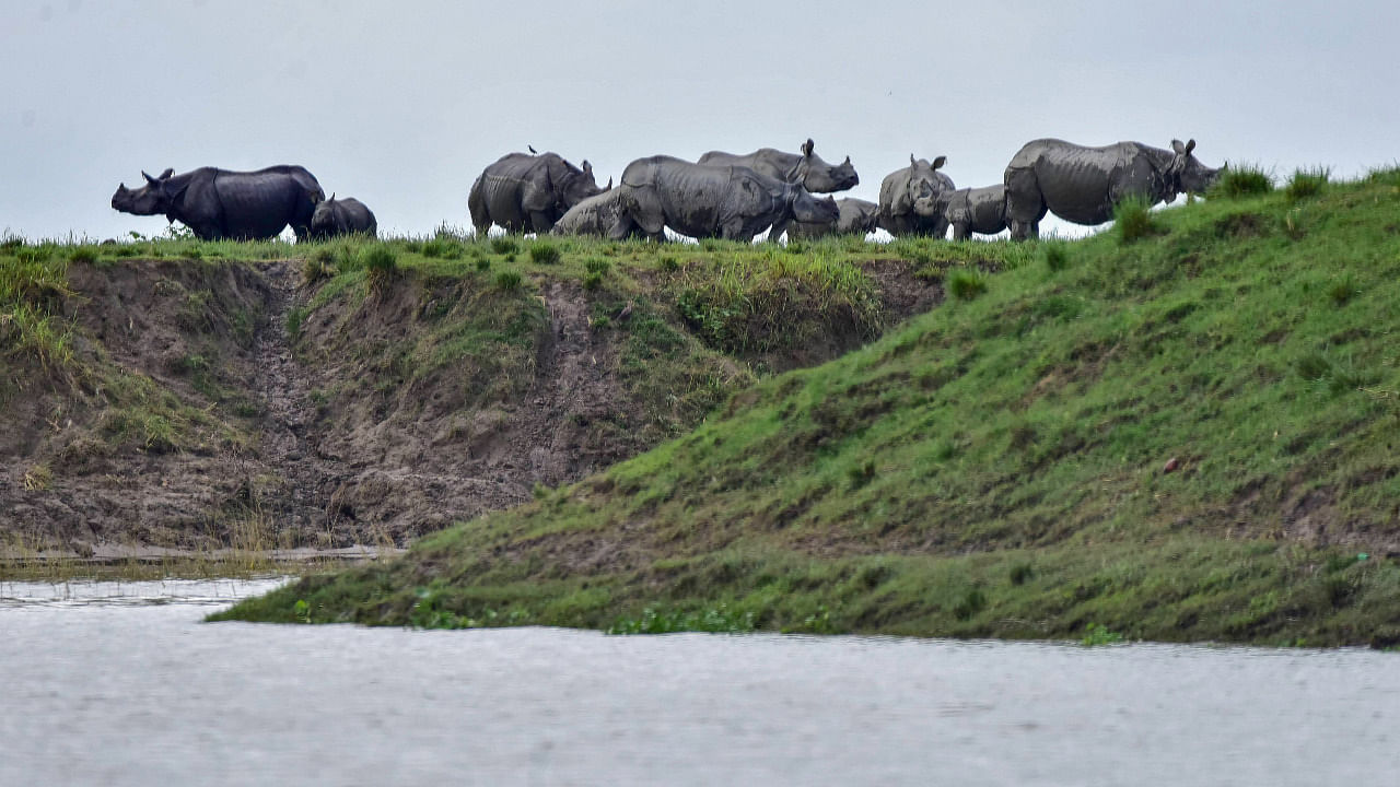 One-horned rhinos take shelter at a highland in flood-hit Kaziranga National Park, in Nagoan district. Credit: PTI File Photo