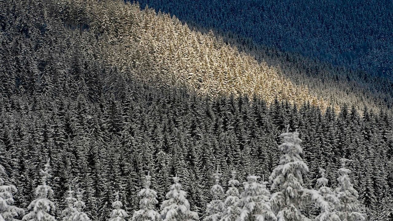 A sunray shines over a snow sovered fir tree forest on the sidelines of the IBU Biathlon World Cup in Oberhof, central Germany. Credit: AFP File Photo