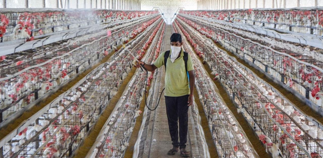 Karad: A worker sprays disinfectant inside a poultry farm as a precaution against bird flu, in Karad, Maharashtra, Tuesday, Jan. 12, 2021. Credit: PTI Photo