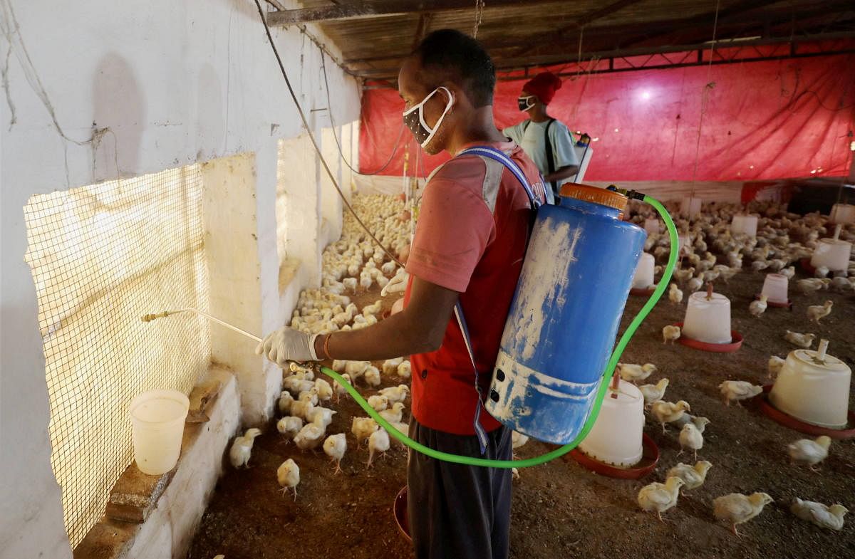 A worker sprays disinfectant inside a poultry farm, following the bird flu cases in bordering state Himachal Pradesh, in Jammu, Friday, Jan. 8, 2021. Credit: PTI Photo