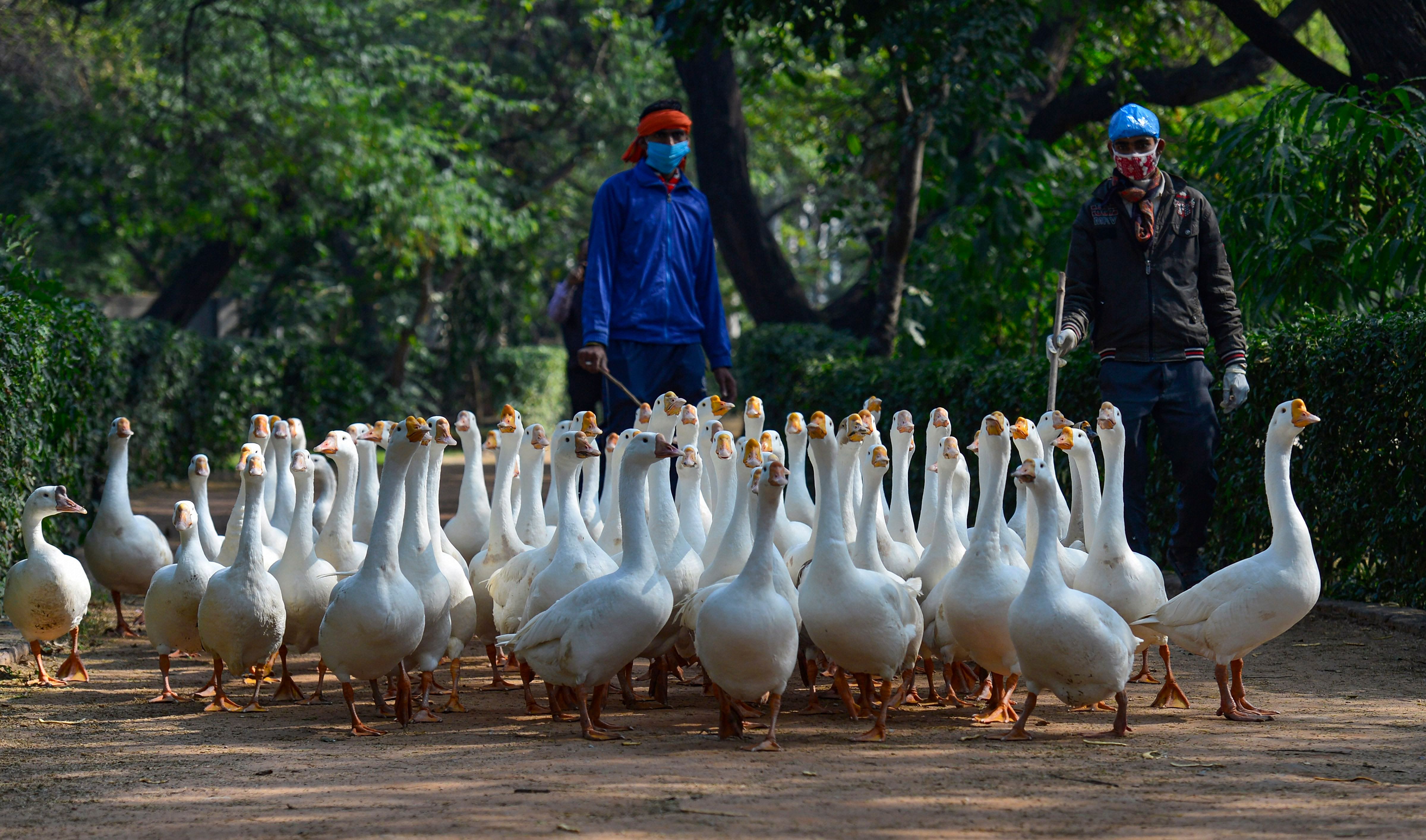 Horticulture team members gather geese for medication following reports of bird flu cases at Sanjay Lake, in New Delhi, Monday, Jan. 11, 2021. Credit: PTI Photo