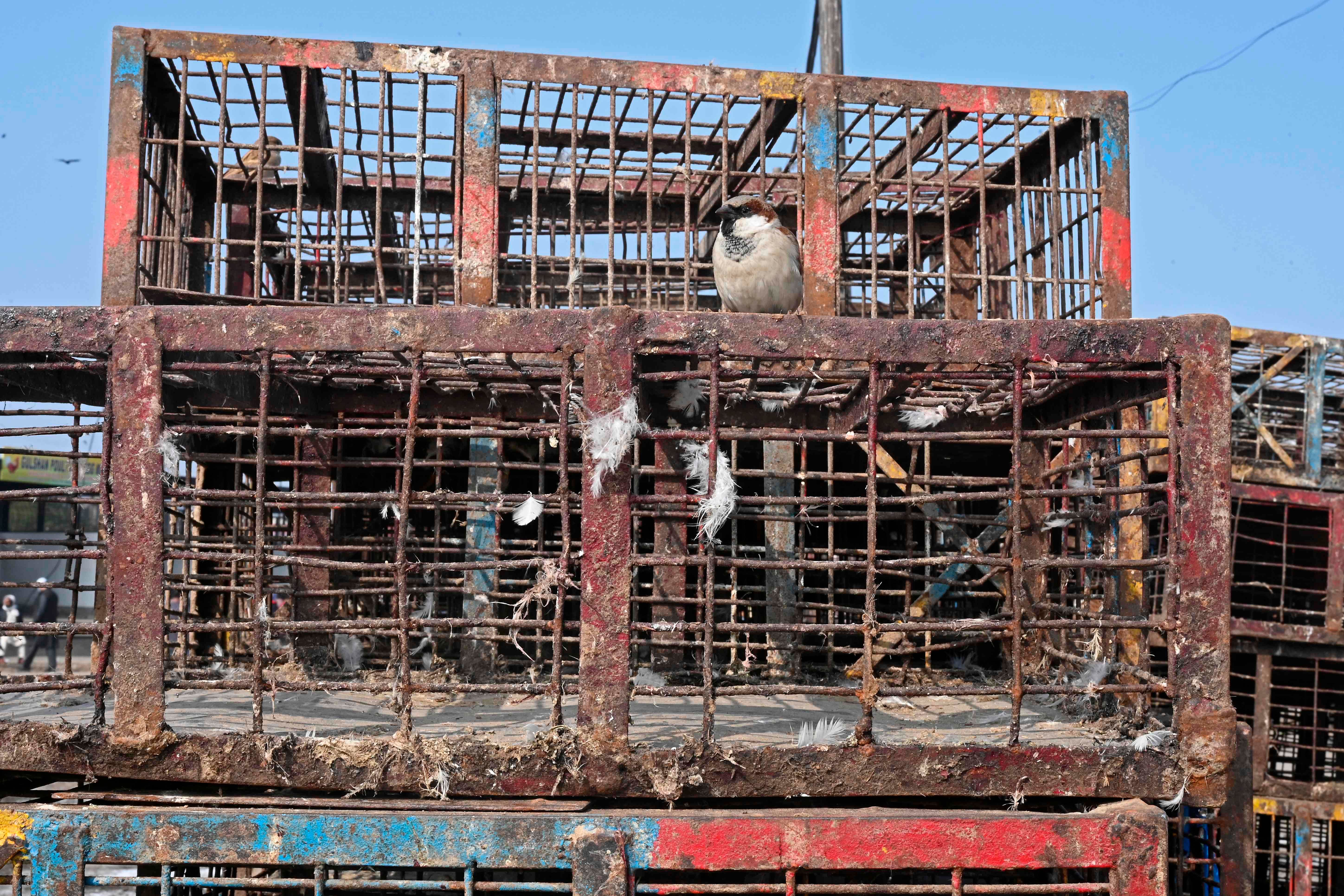 A sparrow sits on an empty cage of chickens at the Ghazipur wholesale poultry market after it was closed for 10 days as a preventive measure against the spread of bird flu in New Delhi on January 10, 2021. - At least six Indian states have stepped up efforts to contain two strains of bird flu -- H5N1 and H5N8 -- in recent days after the deaths of thousands of migratory birds, ducks, crows and chickens. Credit: AFP Photo