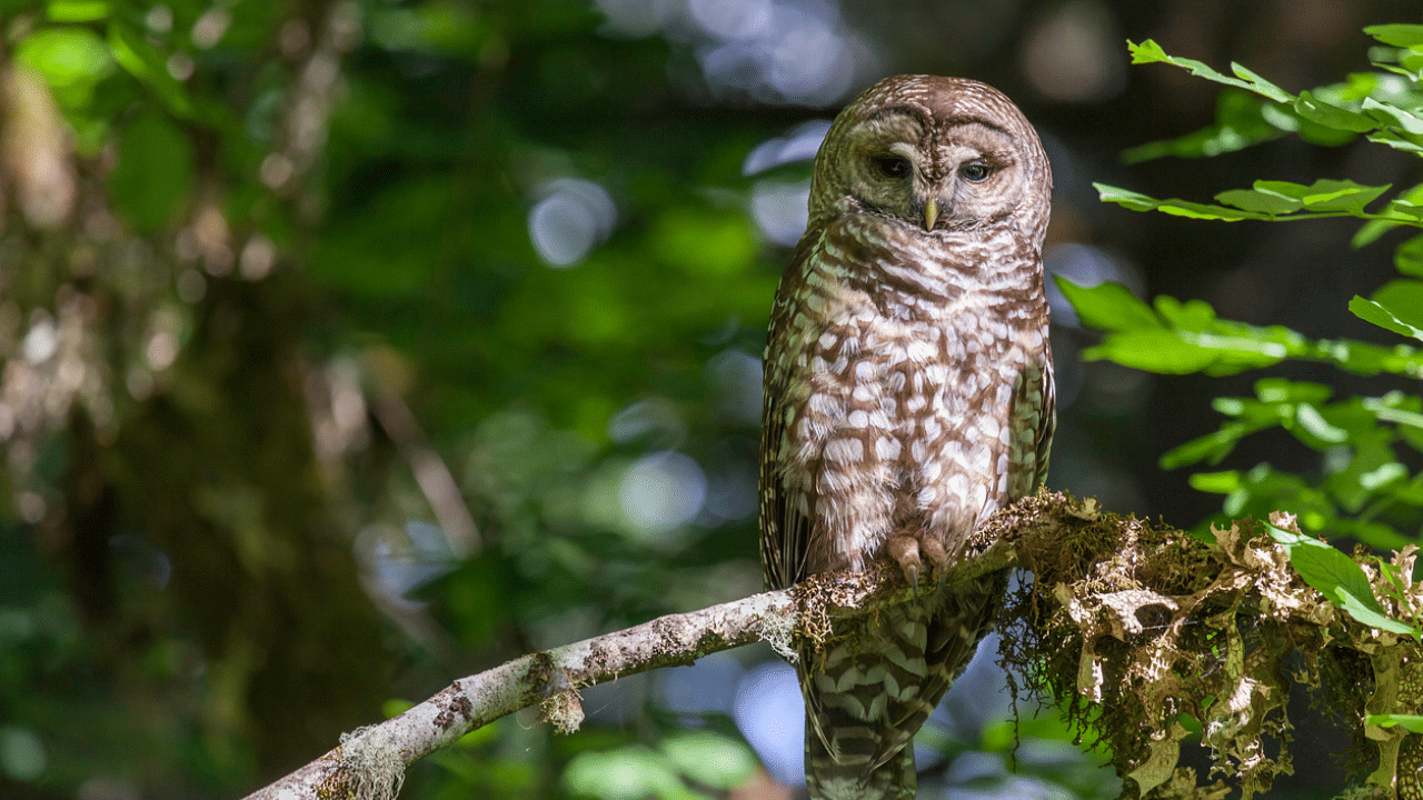 A northern spotted owl. Credit: iStock Photo