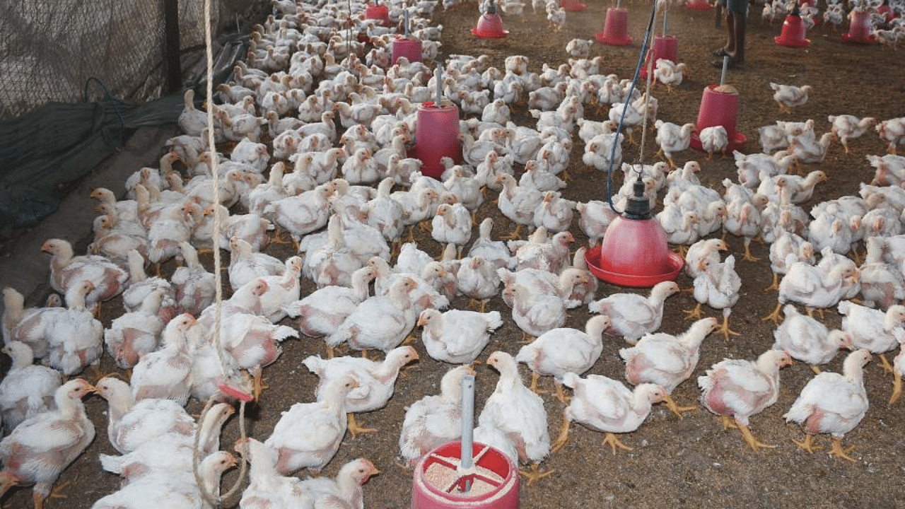 A worker cleans a poultry farm amid bird flu scare, in Surat, Wednesday, Jan. 13, 2021. Credit: PTI Photo