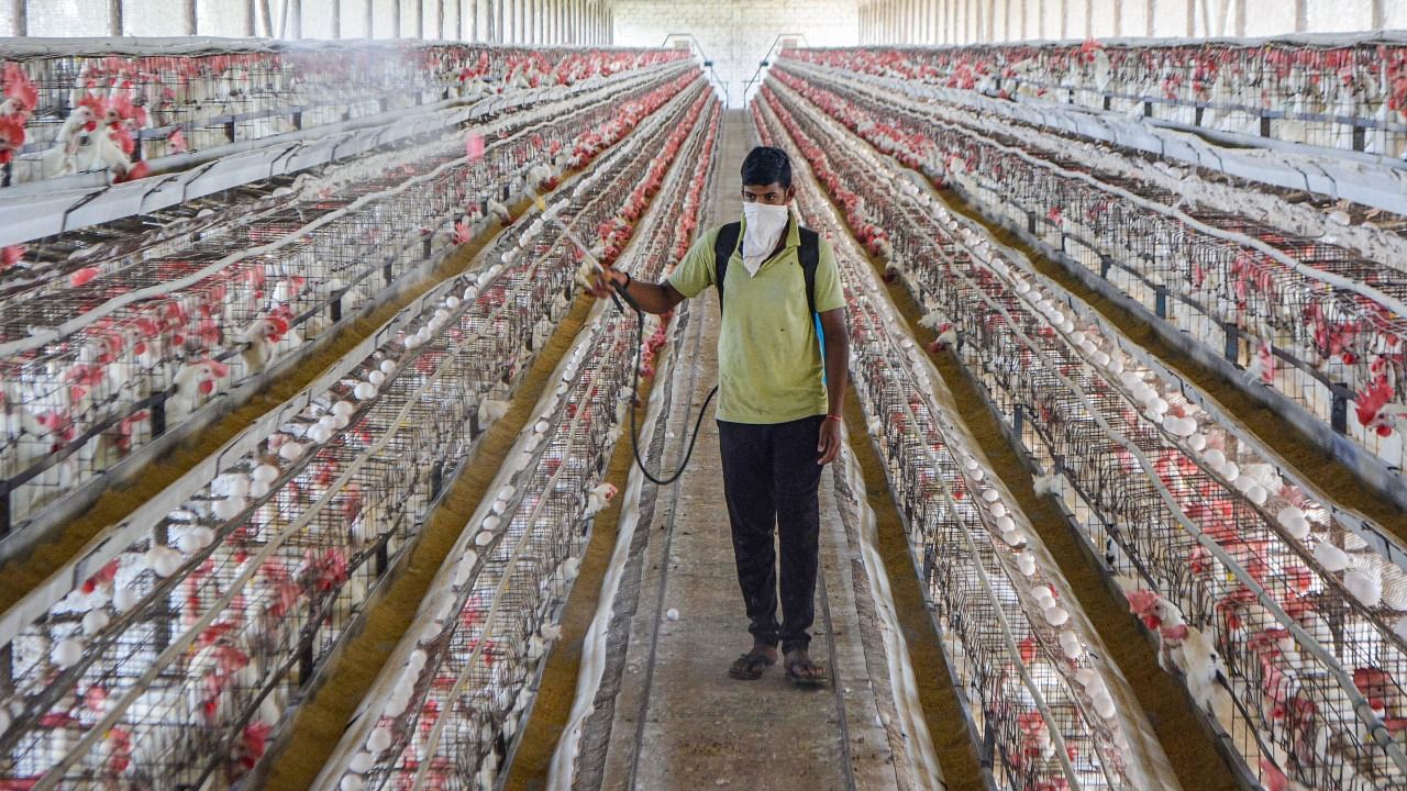 A worker sprays disinfectant inside a poultry farm as a precaution against bird flu, in Karad, Maharashtra. Credit: PTI File Photo