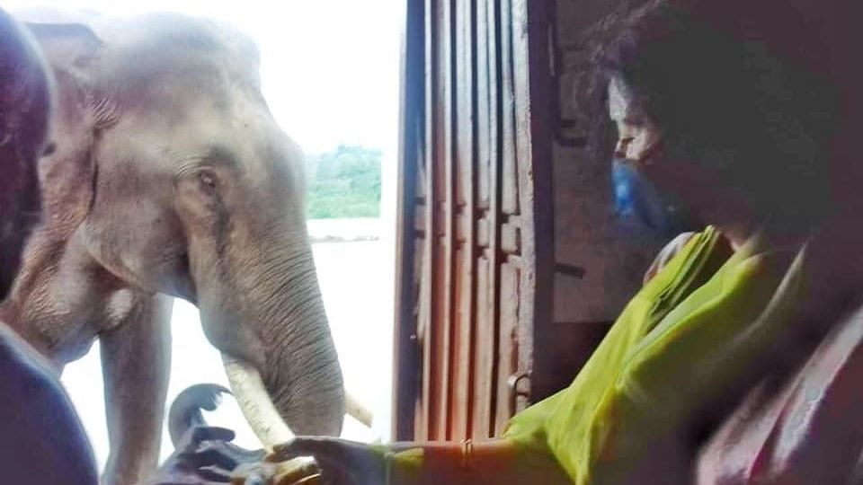 Director for Urban Development B B Cauvery seen with the elephant on Himavad Gopalswamy Betta, under Bandipur Tiger Reserve, Chamarajanagar district. Photo from social media