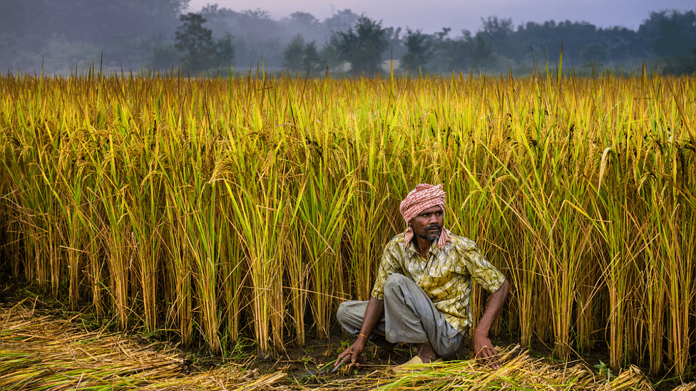 Man working at a rice field. Credit: iStock Photo