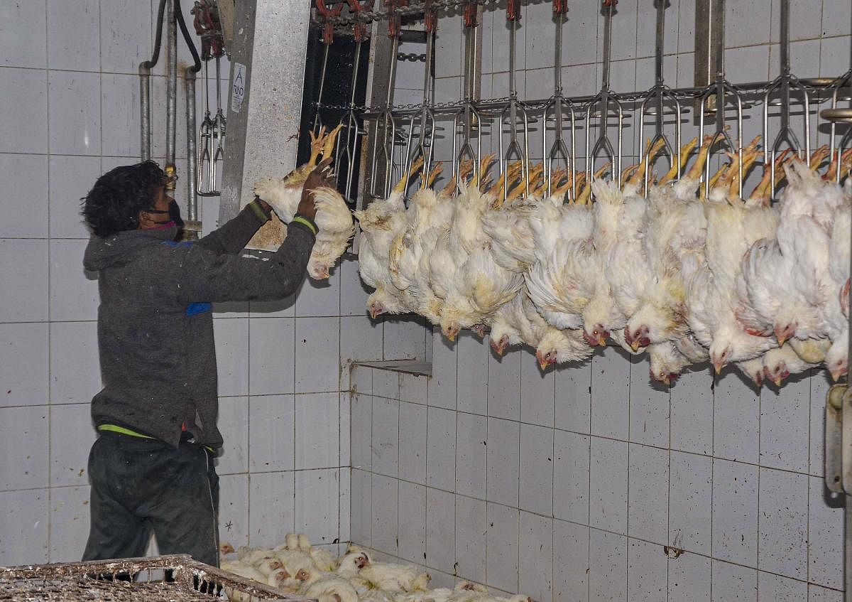 A worker at a chicken slaughterhouse, in Shimla. Credit: PTI Photo