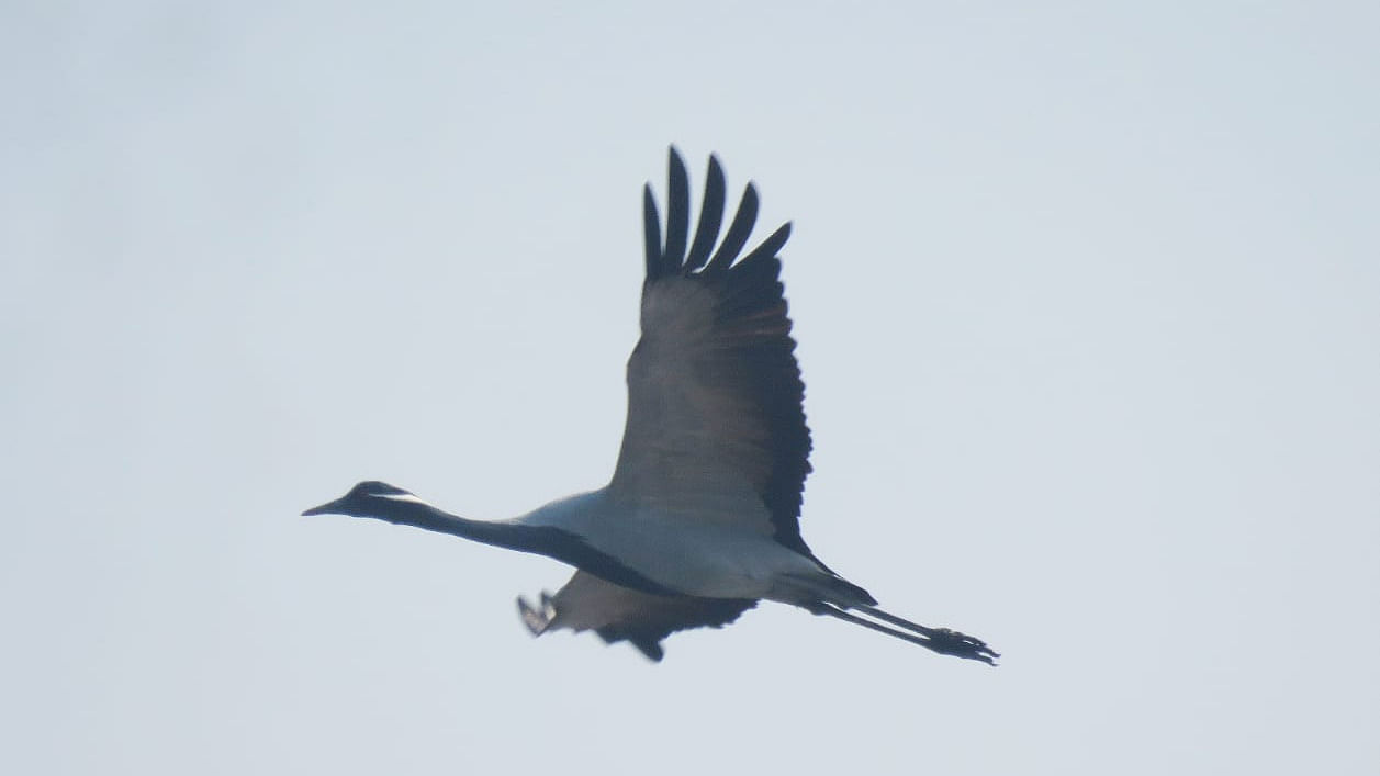 Demoiselle Crane. Credit: Special arrangement via Parag Gharat