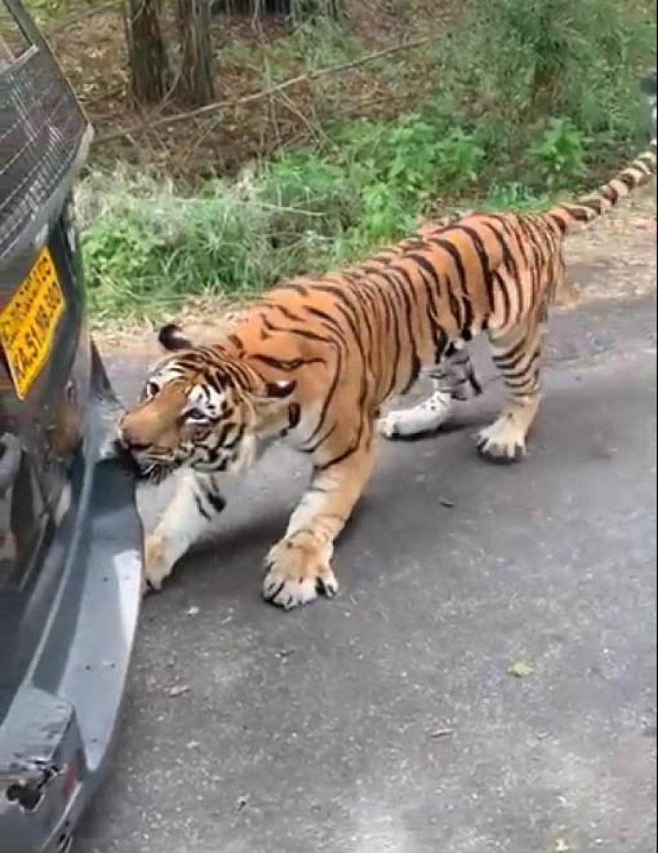 A Video grab of Tiger 'attack' on a safari vehicle in Bannerghatta Biological Park.