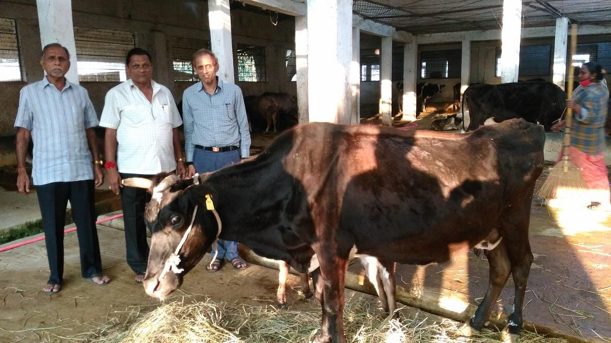 Mysore Pinjrapole Society Chairman P Umedraj Singhvi, vice-chairman B Hansraj Pagariya and secretary P Mahaveer Chand Sankala with a recuperating cow at Mysore Pinjrapole Society. DH Photo/T R Sathish Kumar