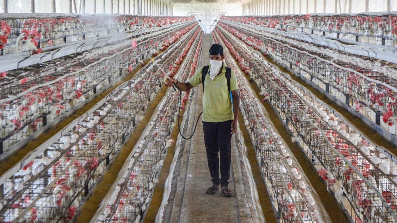 A worker sprays disinfectant inside a poultry farm as a precaution against bird flu, in Karad, Maharashtra. Credit: PTI.