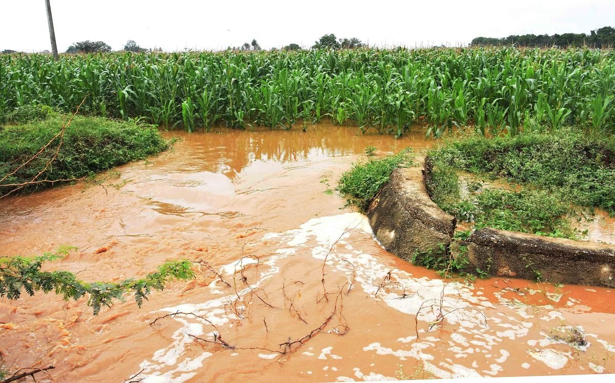 Tupprihalla, a tributary of Malaprabha river, meandered its way to maize farms on its banks near Uppinabetageri in Dharwad district. Tupparihalli, along with Bennihalla, wreaked havoc on standing crops and road infrastructure during the August 2019 flooding. Credit: DH File Photo
