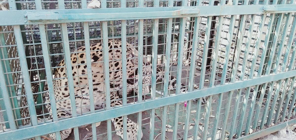 A six-year-old male leopard that was trapped in a cage placed at Durgadevi Hills near Anegondi in Gangavathi taluk on Sunday. DH PHOTO