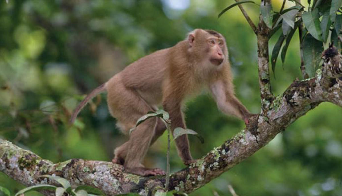 The monkey menace is on the rise in Hodduru village near Napoklu.