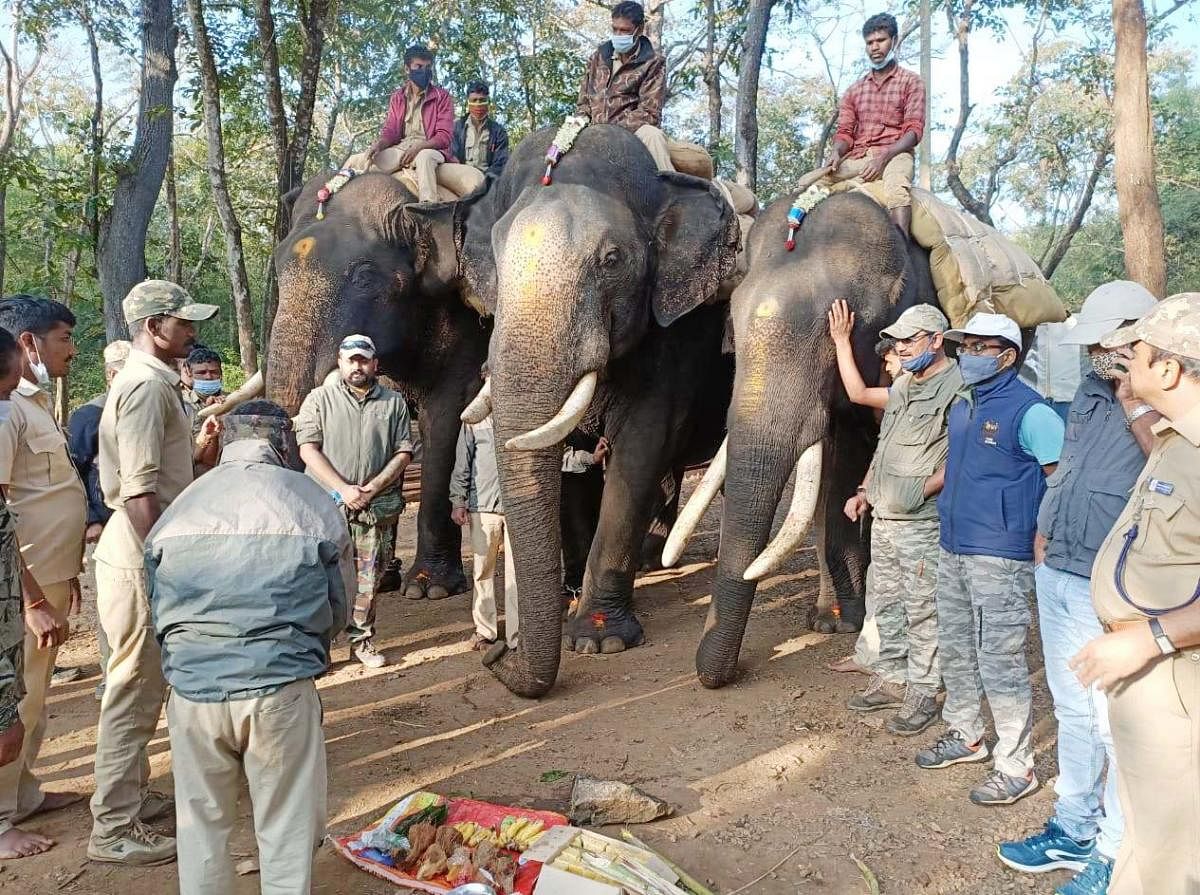 Forest department personnel perform puja to the camp elephants, before launching the operation jumbo, at Nagawara camp on Thursday.