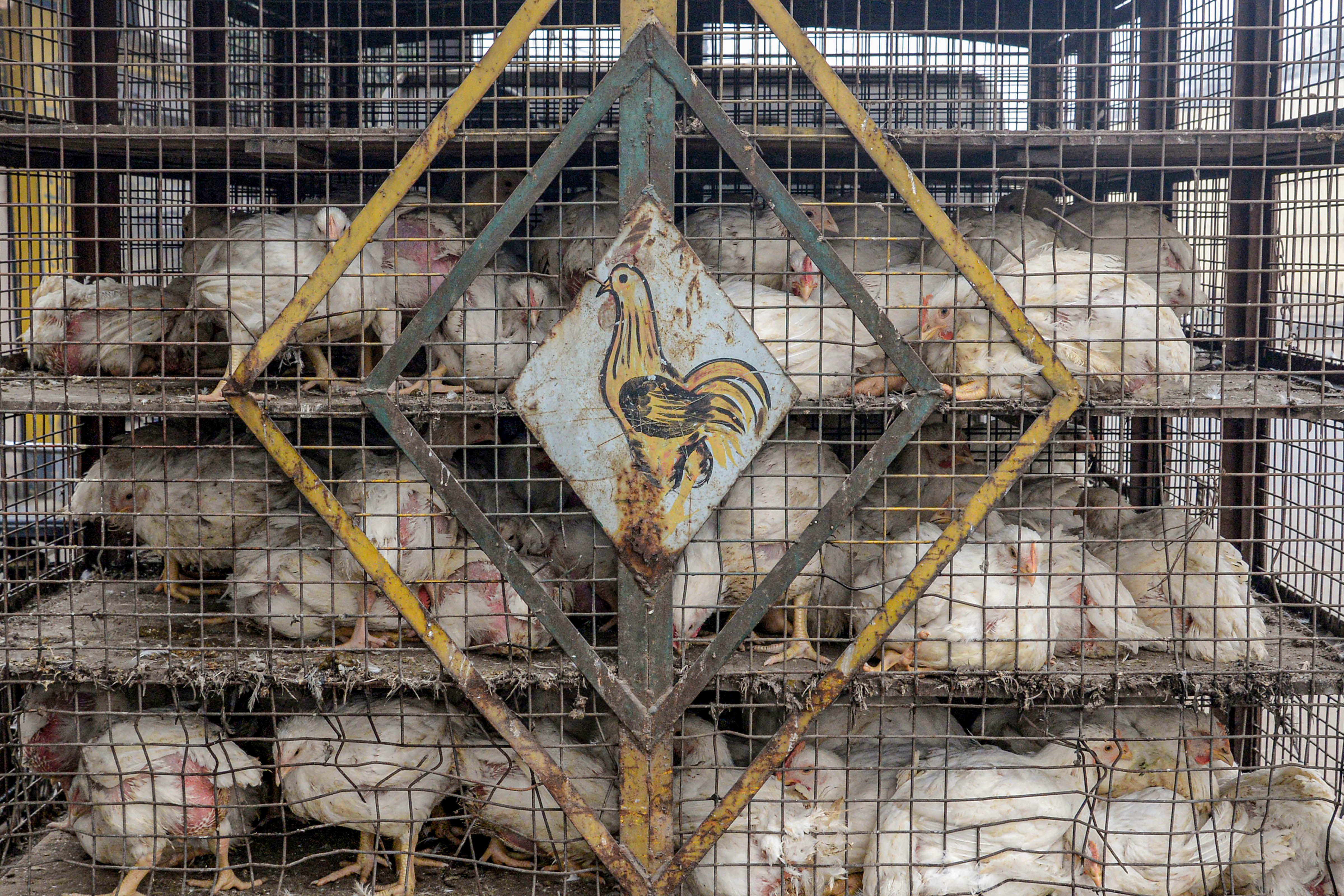 Chickens inside a cage at a poultry farm. Credit: PTI Photo