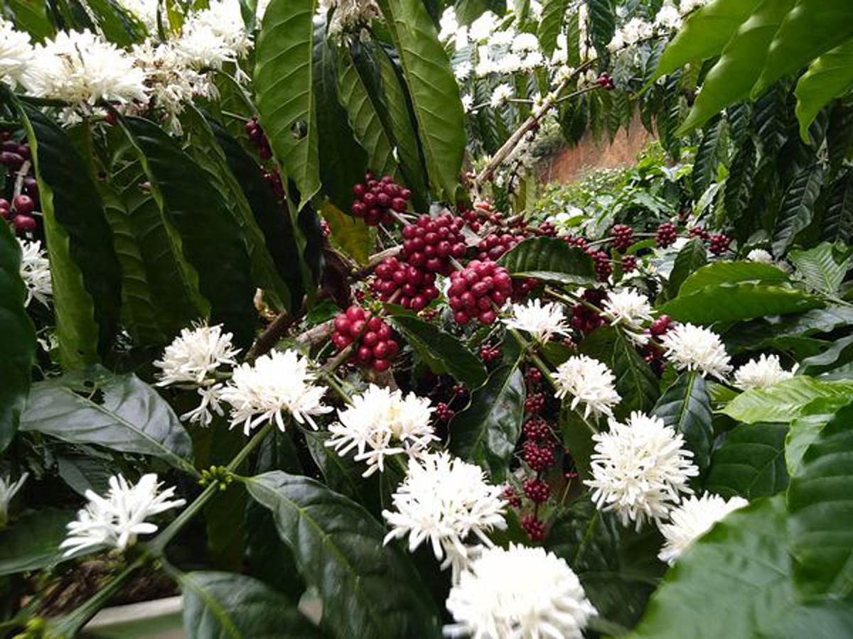Coffee flowers have bloomed prematurely, at a time when the berries are ripe.