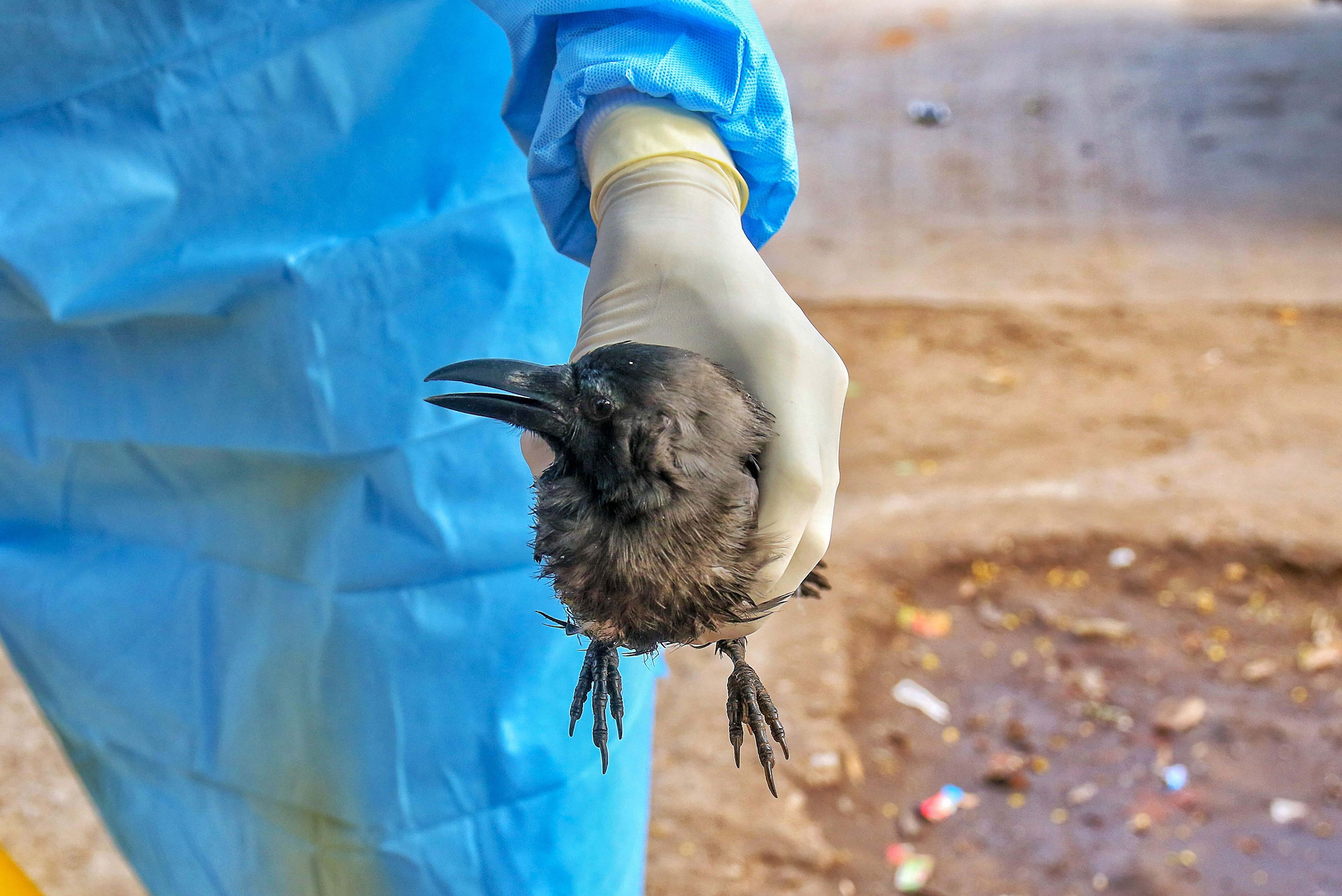  Forest department official picks a sick crow from a roadside near Jal Mahal in Jaipur, Tuesday, Jan. 5, 2021. A bird flu alert has been sounded in Rajasthan after the presence of the dreaded virus was confirmed in dead crows and other birds in Rajasthan. Credit: PTI Photo