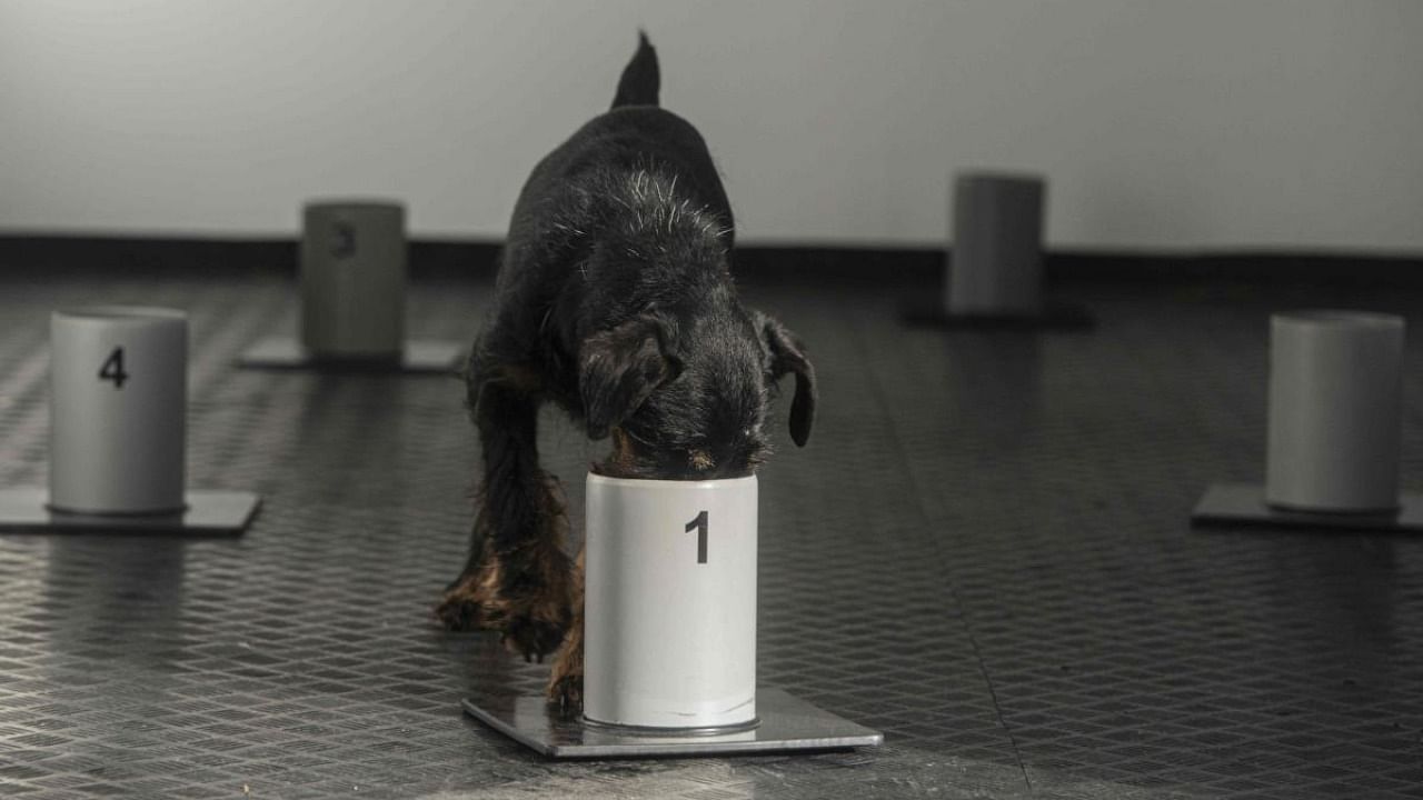 A jagd Terrier dog named Renda sniffs inside a bin marked with the number one at the training centre for Covid-19 sniffing dogs, located inside a ship container in Kliny village, near the Czech - German border, Czech Republic. Credit: AFP.