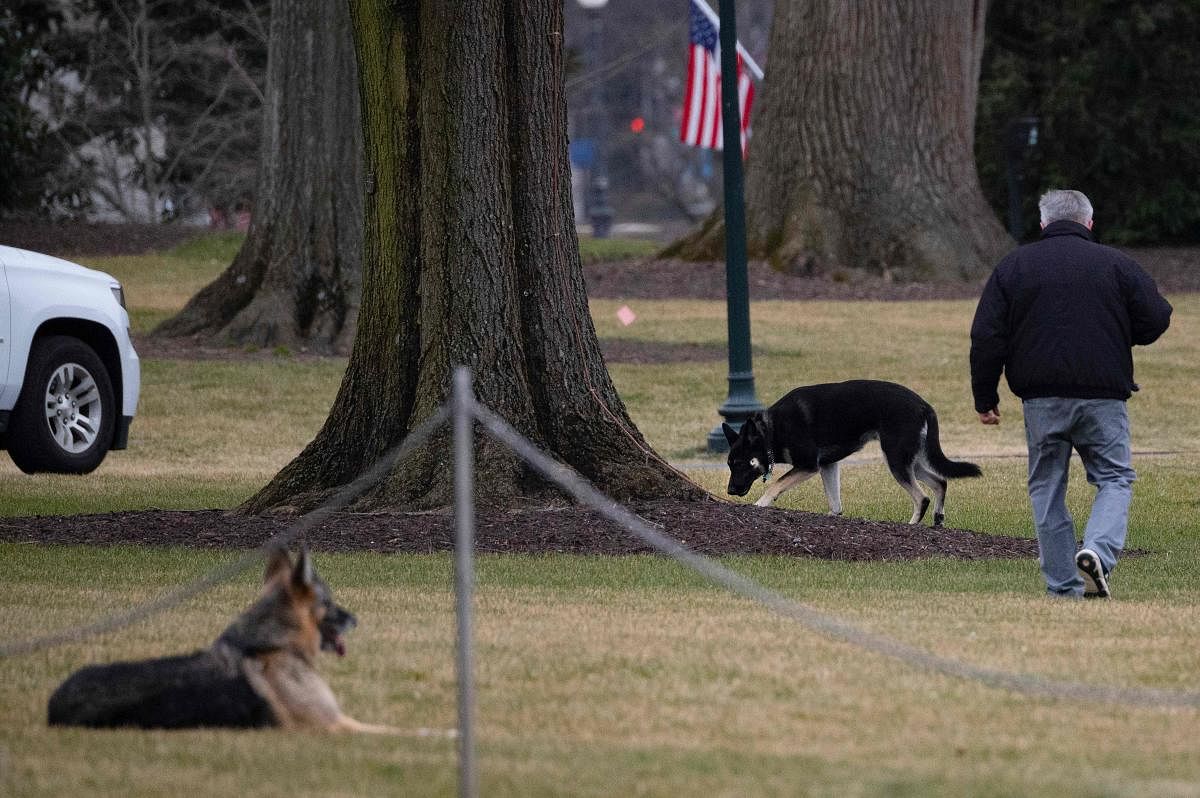 First dogs Champ and Major Biden are seen on the South Lawn of the White House in Washington, DC, on January 25, 2021. - Joe Biden's dogs Champ and Major have moved into the White House, reviving a long-standing tradition of presidential pets that was broken under Donald Trump. The pooches can be seen trotting on the White House grounds in pictures retweeted by First Lady Jill Biden's spokesman Michael LaRosa, with the pointed obelisk of the Washington Monument in the background."Champ is enjoying his new dog bed by the fireplace, and Major loved running around on the South Lawn," LaRosa told CNN in a statement on January 25, 2021. Credit: AFP Photo