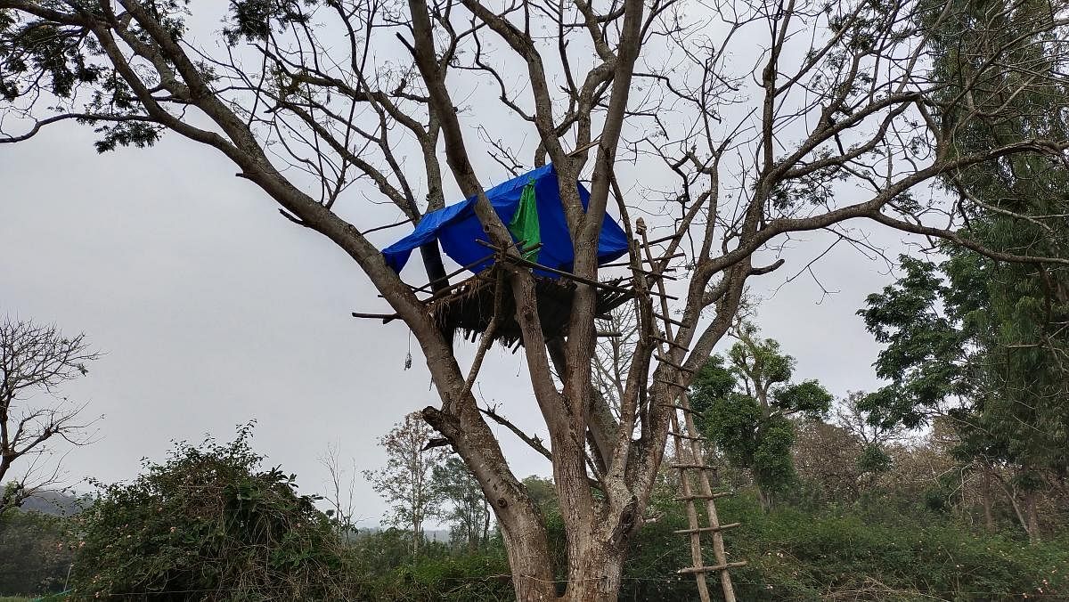 A farmer has constructed a structure on a tree to stay during night hours, to scare away wild animals attacking crops. Credit: Special Arrangement