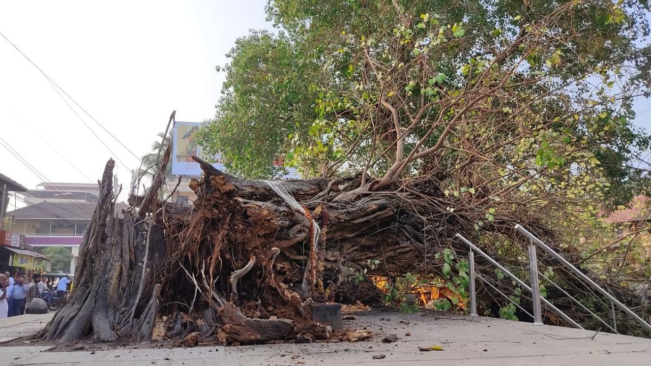 A huge peepal tree broke and fell in front of Venkatramana Temple in Car Street in Mangaluru. Credit: DH Photo.