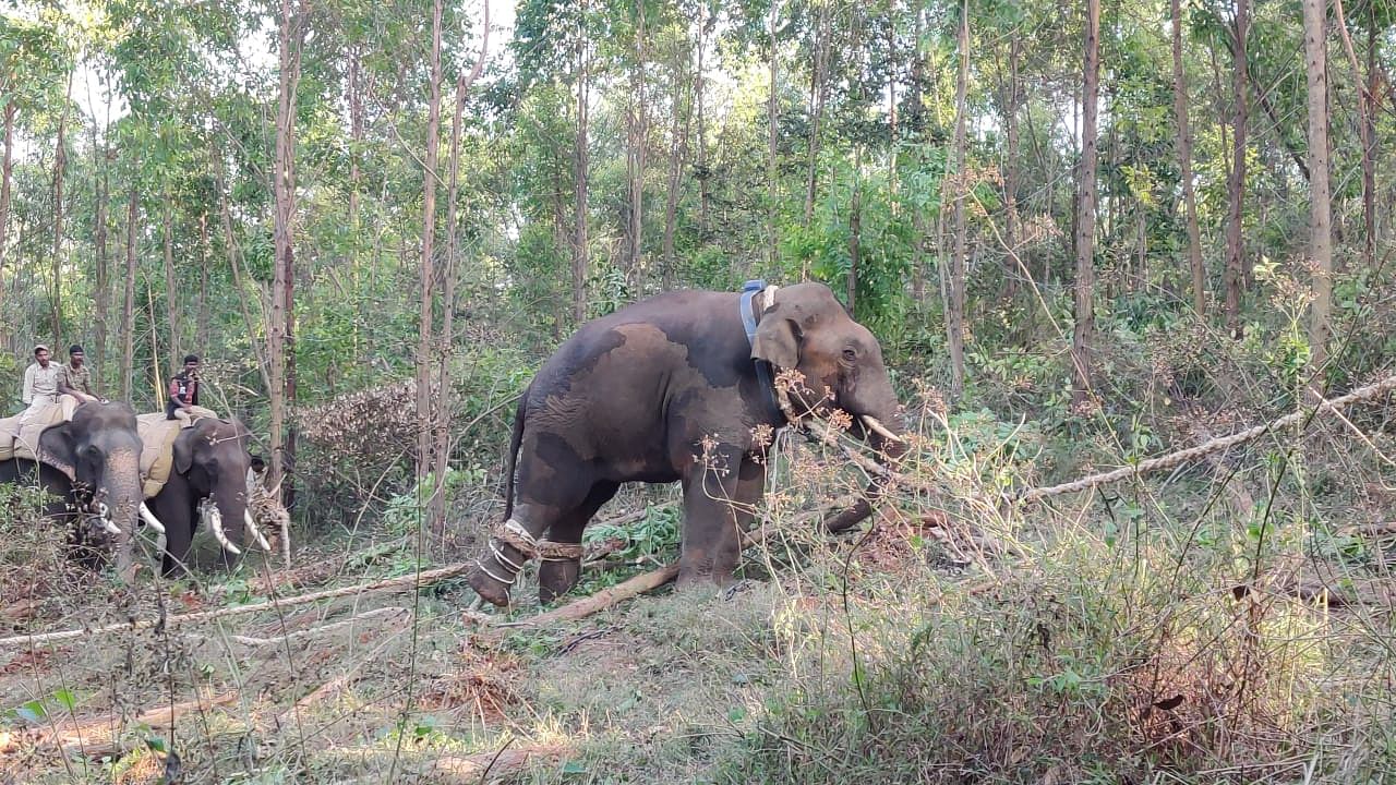 A team comprising veterinarian Majid, Muralidharan, sharp shooter Venkatesh, RFO Mohan, surrounded the elephant and darted it. Credit: Prajawani Photo