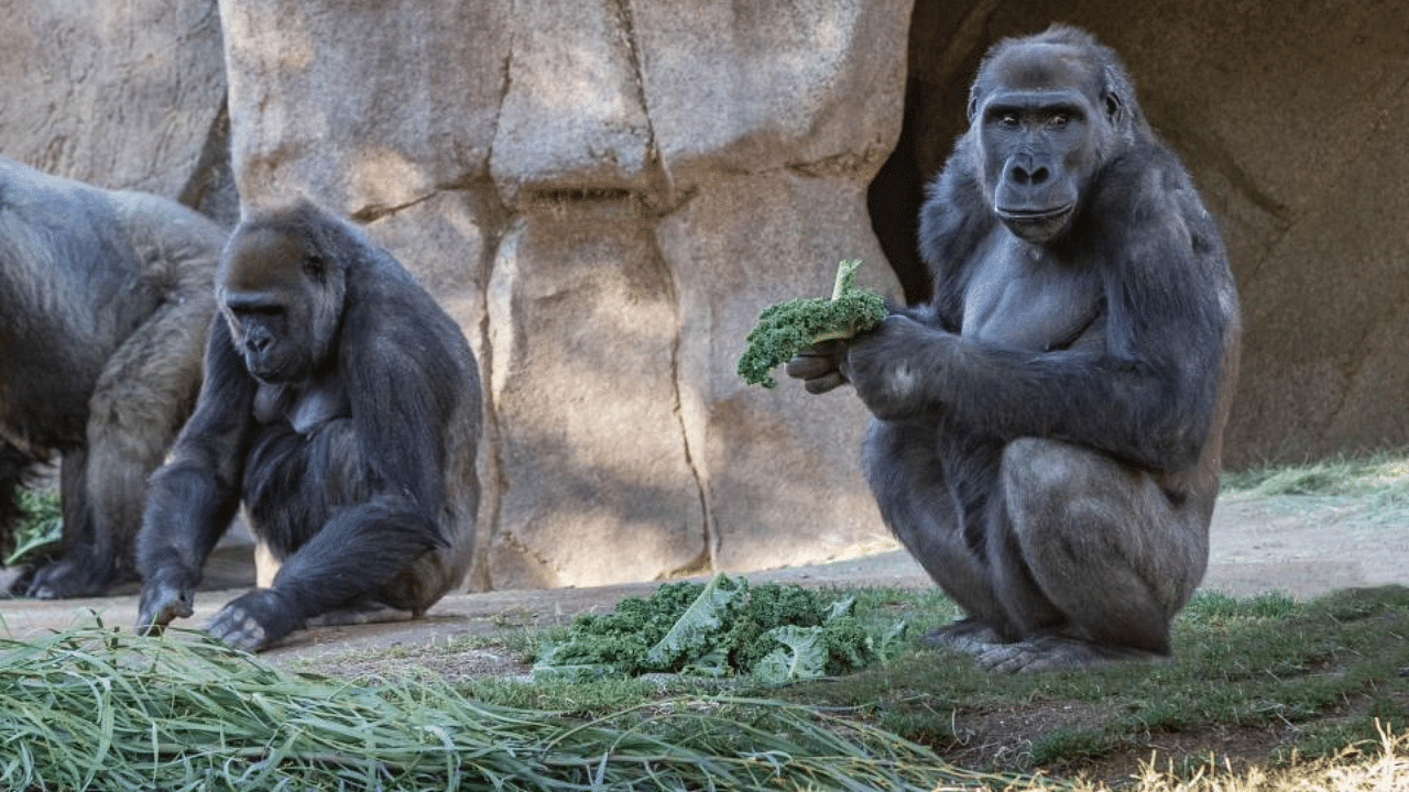 This handout photo obtained January 21, 2021 courtesy of the San Diego Zoo Global shows, a Gorilla Troop at the San Diego Zoo Safari Park that tested Positive for Covid-19. Credit: AFP Photo