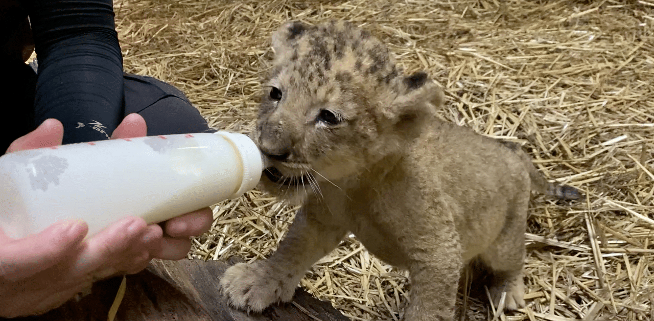 Singapore's first lion cub born through "assisted reproduction. Credit: Reuters Photo