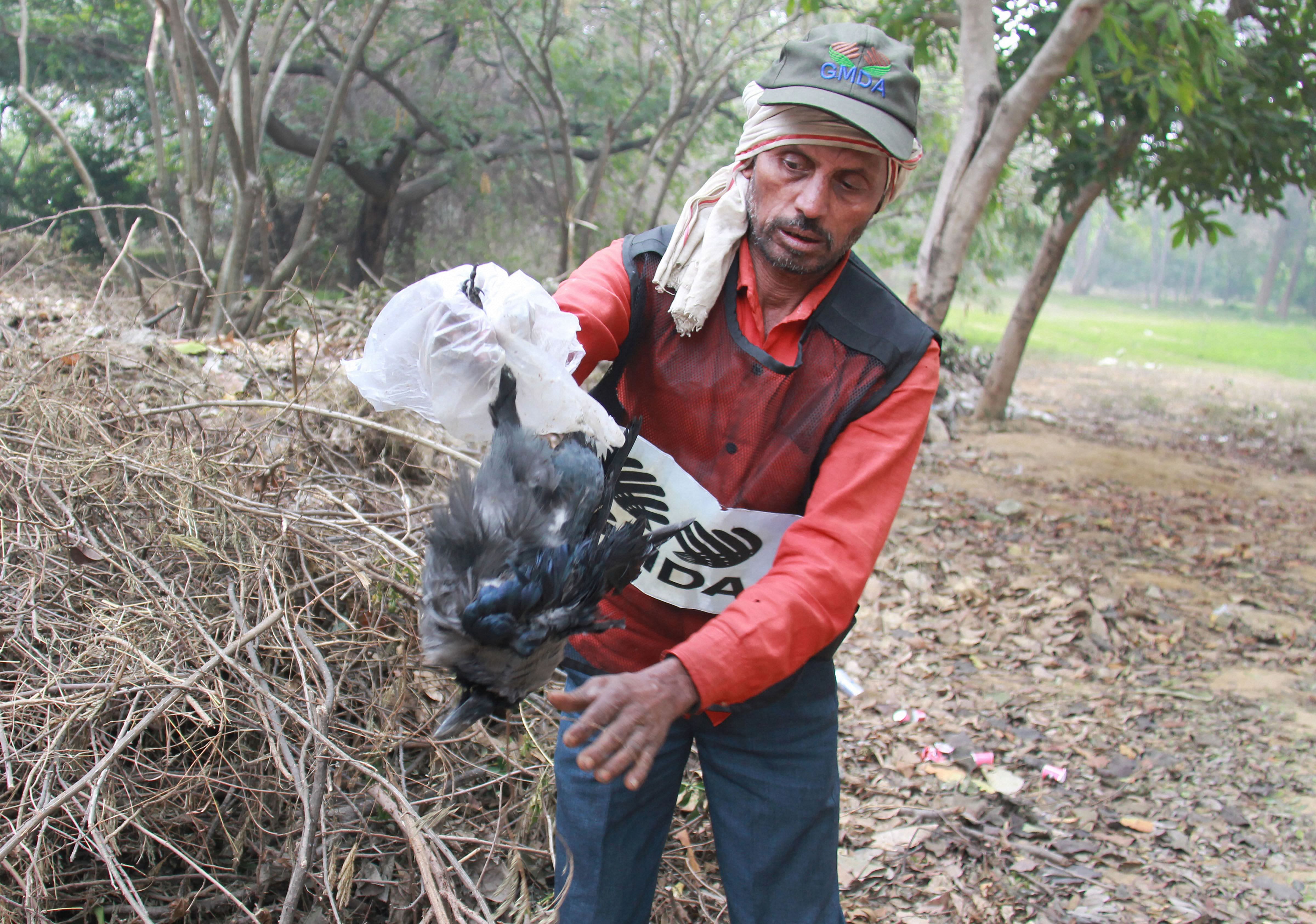 A worker holds a dead crow at Tau Devi Lal Biodiversity and Botanical Garden, in Gurugram, Saturday, Jan. 23, 2021. The authorities have closed the garden in view of bird flu. Credit: PTI Photo