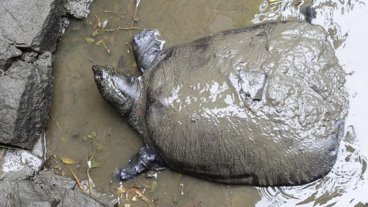 This photo taken on May 6, 2015 shows a female Yangtze giant softshell turtle at Suzhou Zoo in Suzhou in China's eastern Jiangsu province. Credit: AFP file photo.
