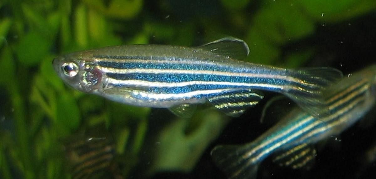 Zibrafish. Credit: Wikipedia
