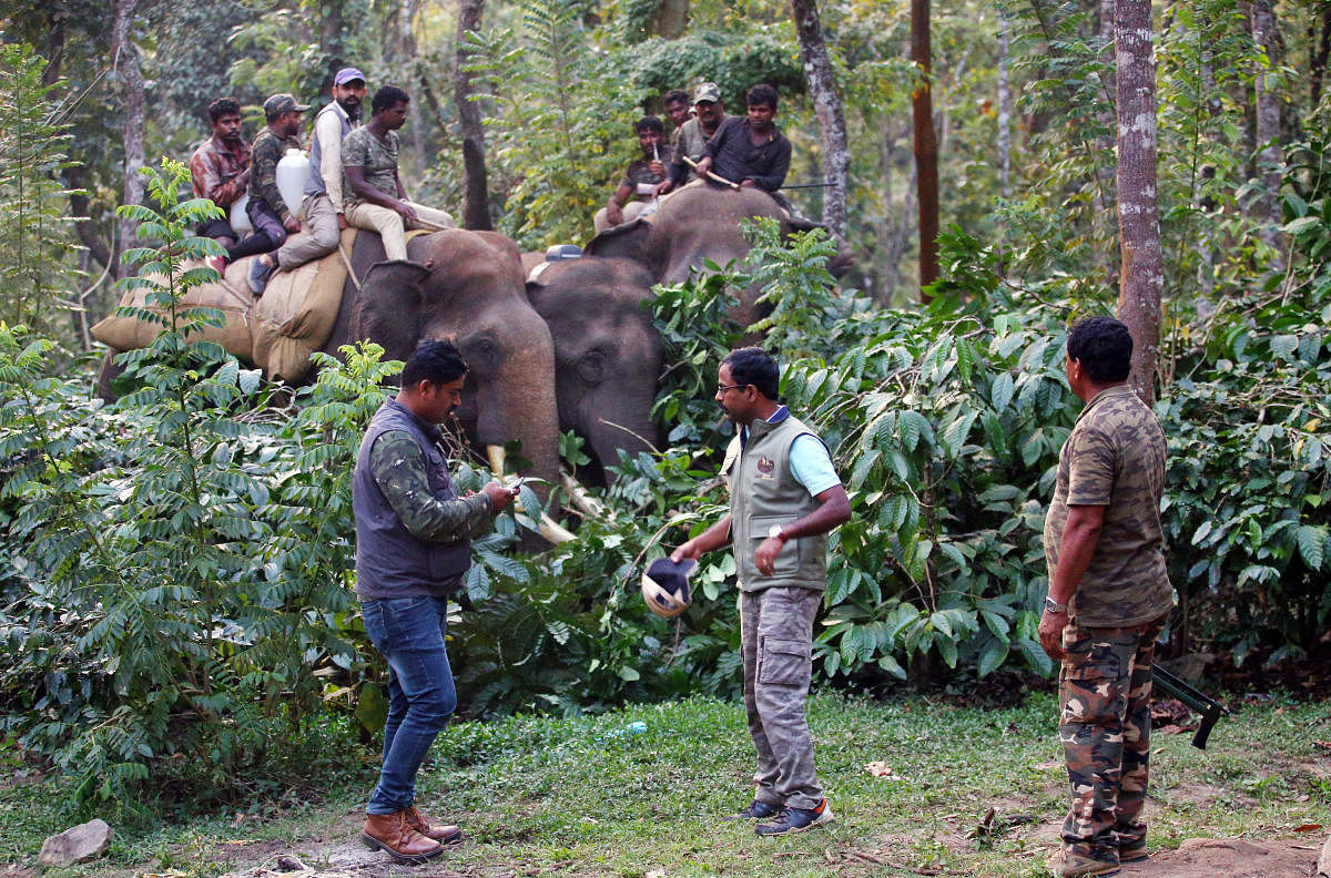 A female elephant was captured with the help of tamed elephants, in a coffee plantation near Udevara Lingapura on Sakleshpur-Belur border, on Wednesday.