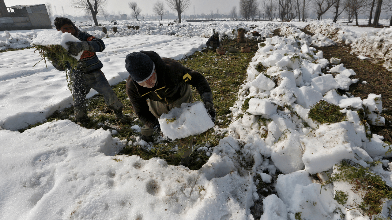 A farmer harvests carrots after removing snow from a field on a cold winter day in Srinagar. Credit: Reuters Photo