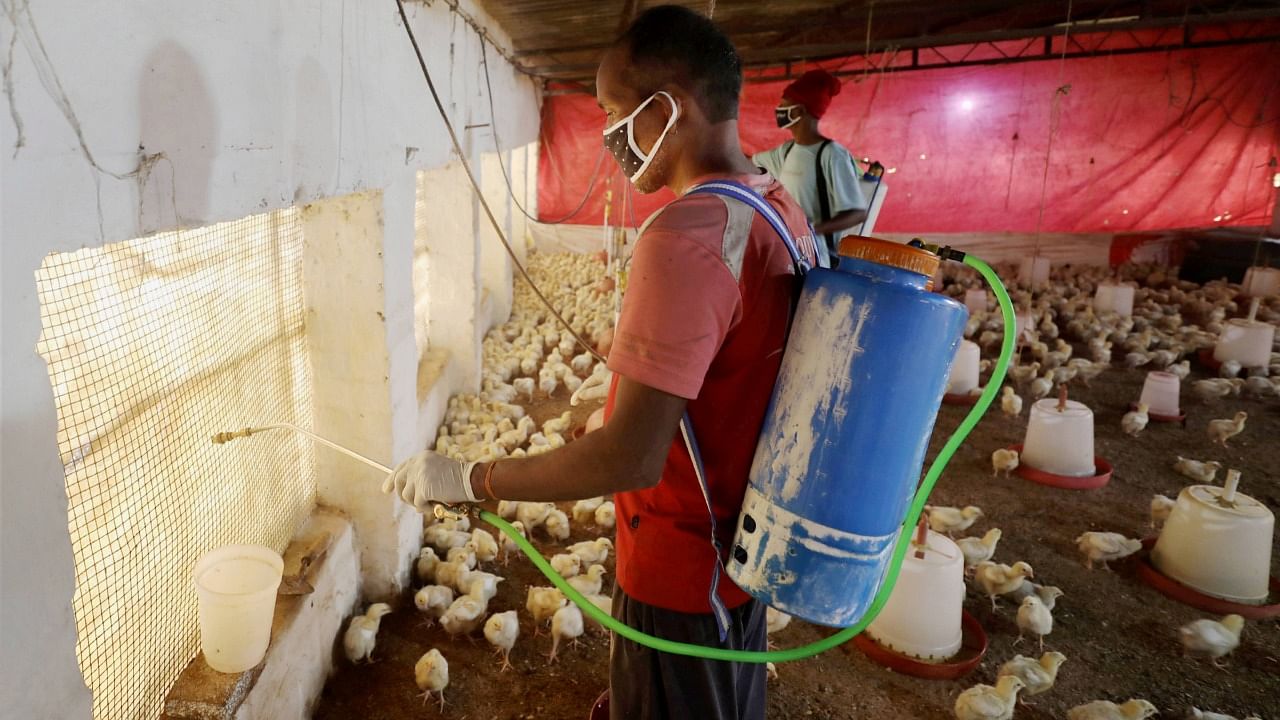 A worker sprays disinfectant inside a poultry farm, following the bird flu cases in bordering state Himachal Pradesh, in Jammu. Credit: PTI Photo