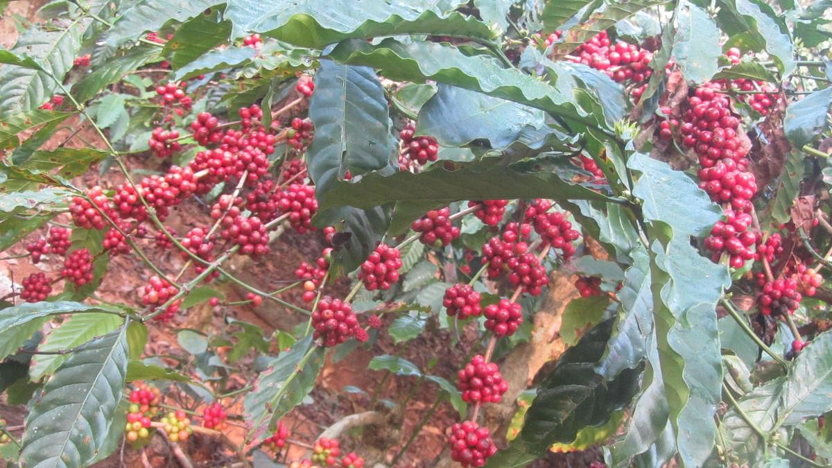 Coffee berries ready for harvest in Napoklu.