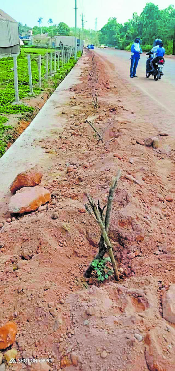 Nature enthusiasts cleared the soil dumped on the saplings on the roadside, at Race Course Road, in Madikeri. Credit: DH. 