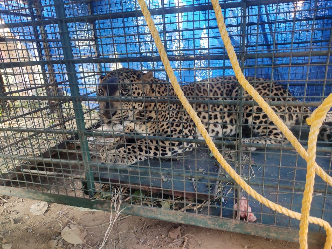 Leopard was taken to the rescue centre in Bannerghatta and is expected to be released in a forest after the necessary check-ups in the next two days. Credit: Special Arrangement