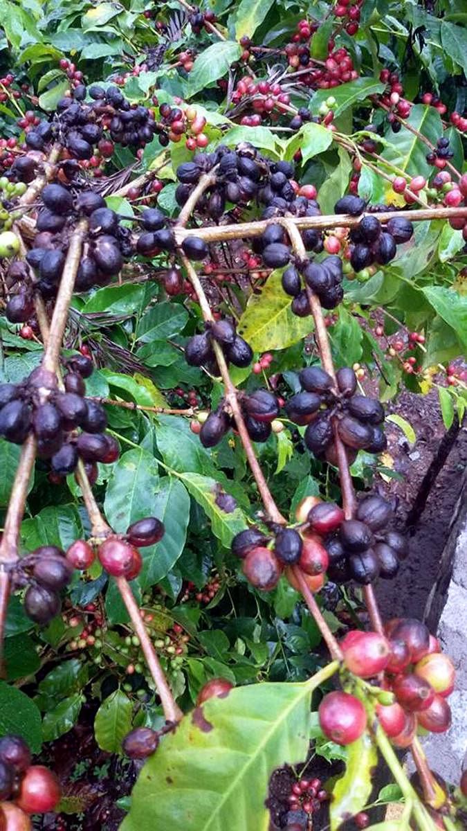 Coffee berries, hit by untimely rain, in Somwarpet taluk. Credit: DH. 