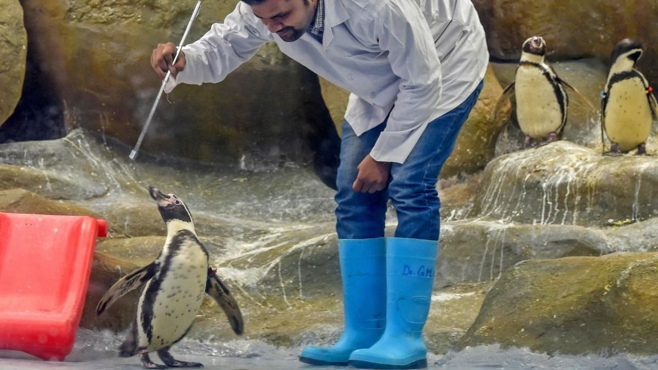 Byculla Zoo celebrates the third birthday of Mr Molt, one of the Humboldt penguin in Mumbai on Saturday, July 21, 2018. Credit: PTI file photo.