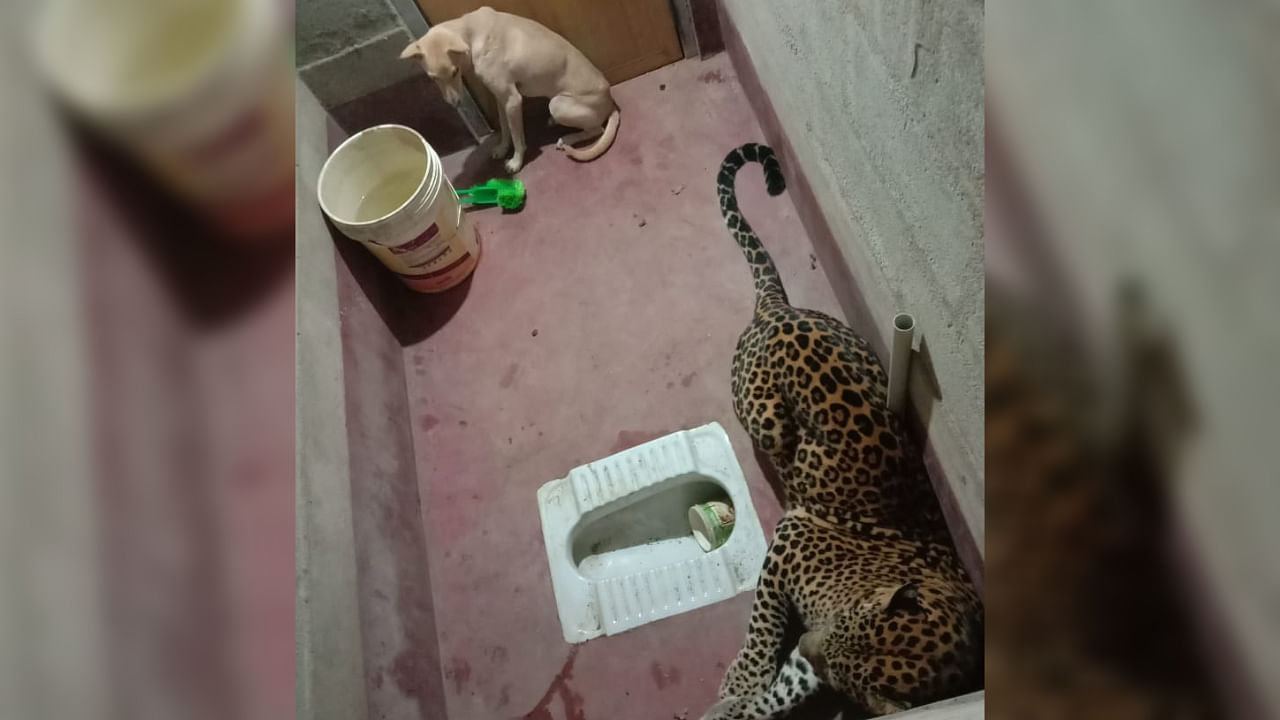  The leopard and dog inside a toilet at Kaikamba of Bilinele in Kadaba taluk on Wednesday morning. Credit: DH Photo