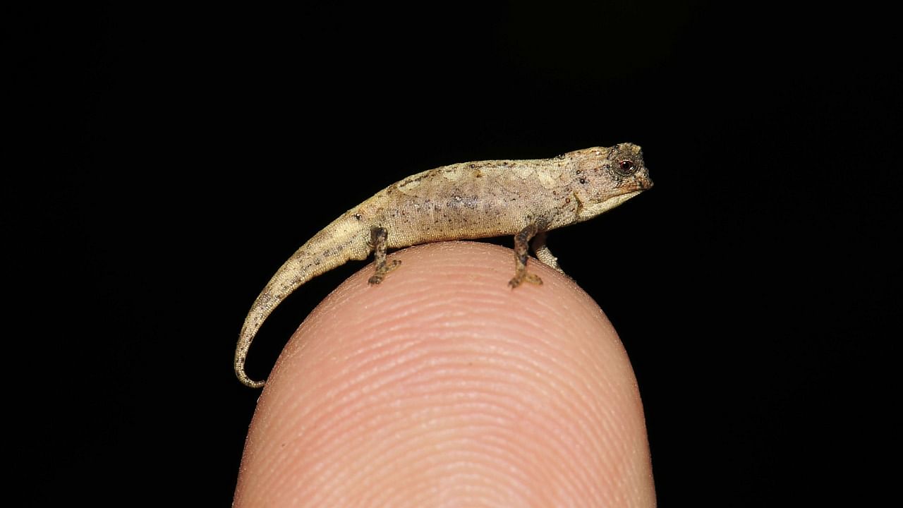 This undated handout photo released on February 5, 2021, by the Bavarian State Collection of Zoology shows the chameleon "Brookesia nana", identified as Earth's smallest known reptile, in Madagascar. Credit: AFP Photo.