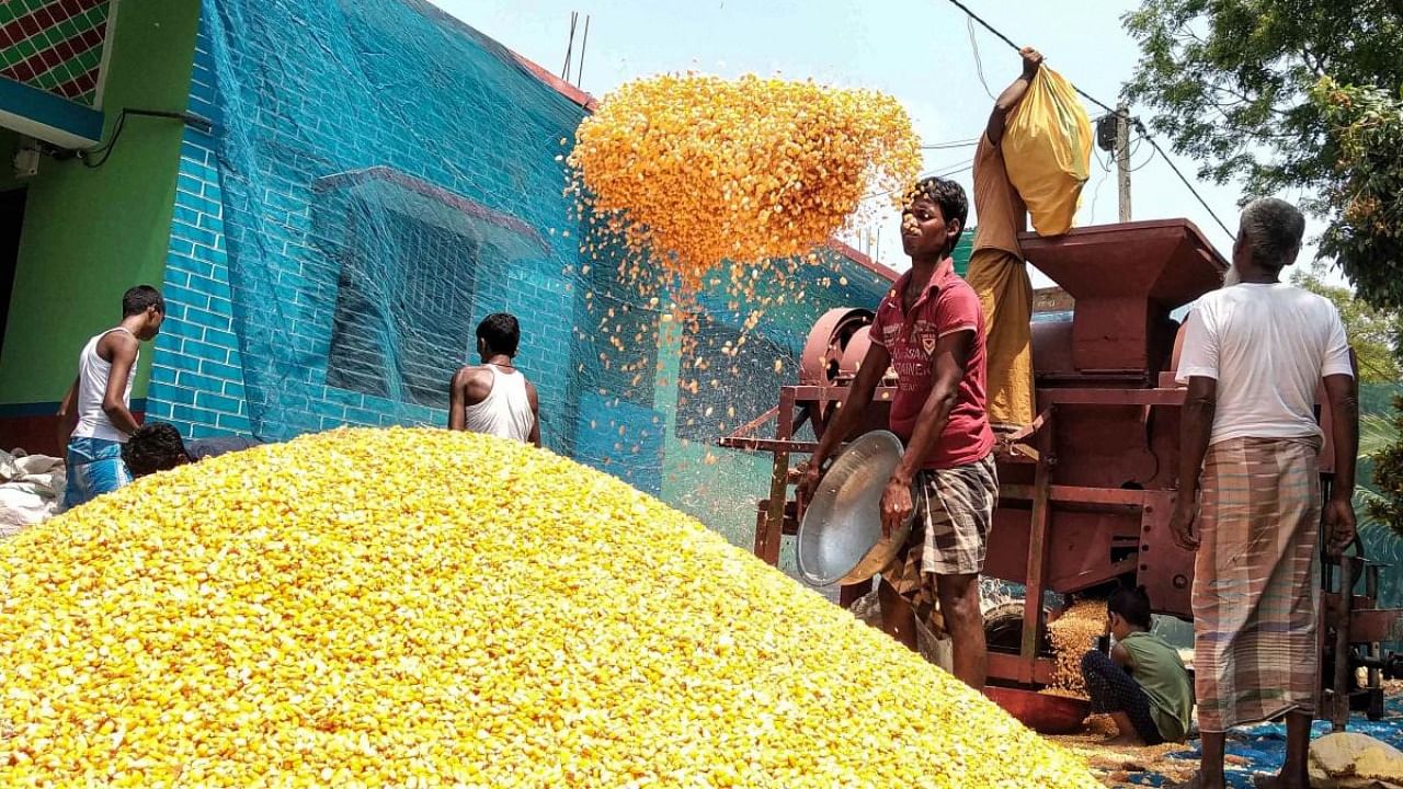 Farmers use a multi-functional machine to harvest maize crops, during a nationwide lockdown in the wake of coronavirus pandemic, on the outskirts in Katihar district. Credit: PTI file photo.