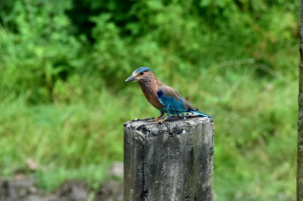 The Neelkanth perched on a cement pole. Pic by author