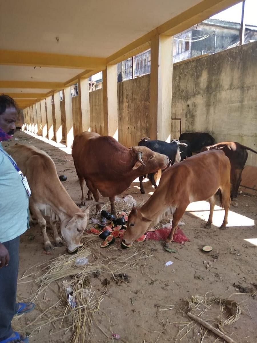 The stray cattle at a vegetable market in Mahadevapete.