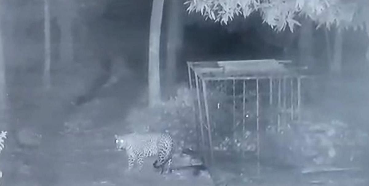 CCTV footage of a leopard that strayed into a farmhouse near Bheemanakuppe village.